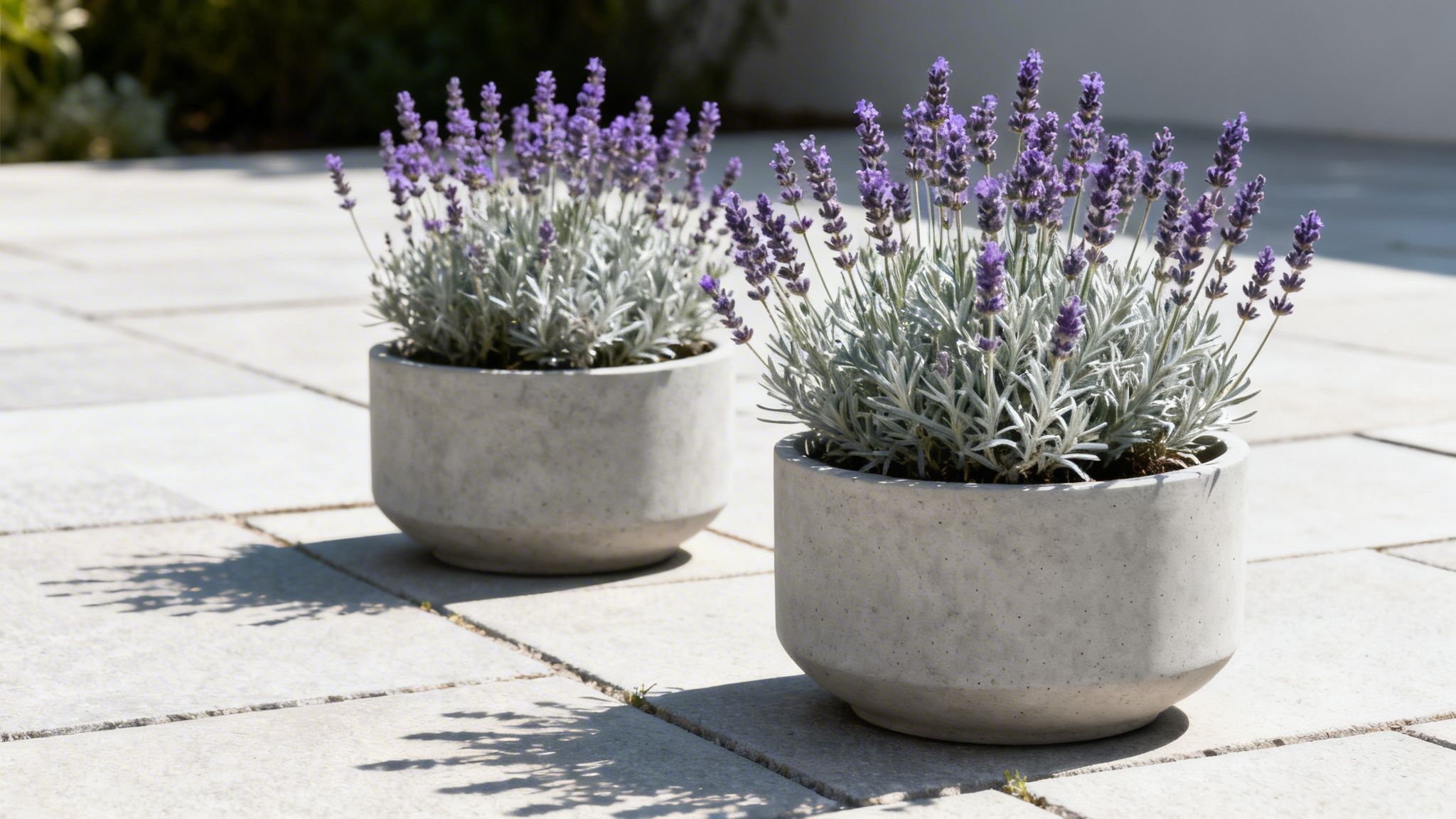 To grå krukker med lilla lavendelblomster står på en lys fliseterrasse i solskin.
